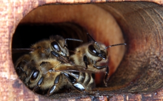 Wächterbienen bewachen das Flugloch